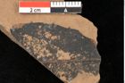 Foto (Detailsansicht) von Quercus palaeoilex Ettingshausen (NHMW-GEO-2024-0188-0931)